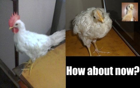 FBChooza.jpg