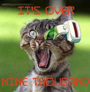 9000cat.jpg