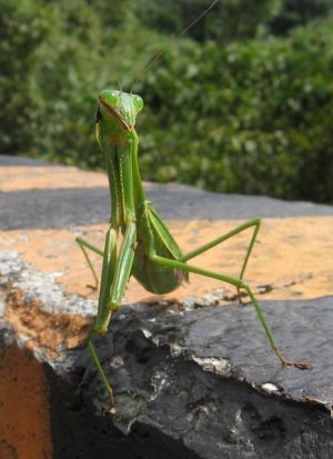 praying-mantis-takes-guard.jpg
