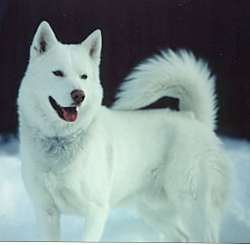 SiberianHuskyNorm2.jpg