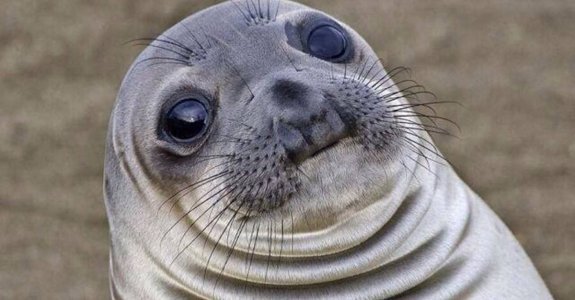 awkwardseal.jpg