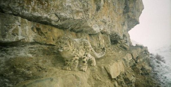 A snow leopard in Chitral,Pakistan.jpg