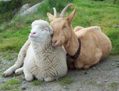 goat-and-sheep-buddies.jpg