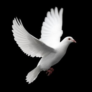 White-Pigeon.jpg