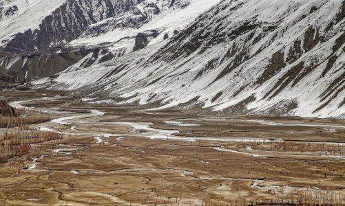 Yaks grazing on the fields.jpg