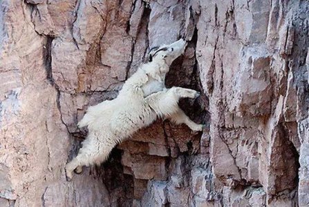 White Colored Ibex Gilgit Baltistan..jpg