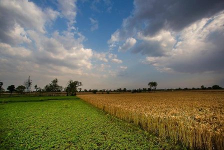 Beautiful Fields of Punjab #Pakistan.jpg