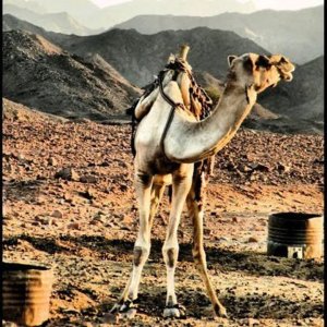 A Balochi Quote  If you see a cow you have found water, if see a donkey you have found nomad cam.jpg
