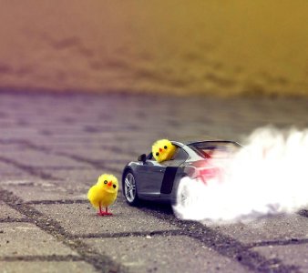 muscle_car_chickens-wallpaper-11104338.jpg