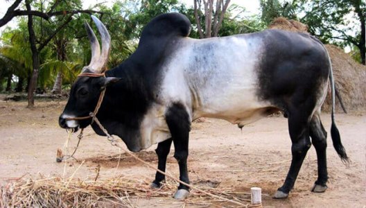 kangeyam_bull.jpg