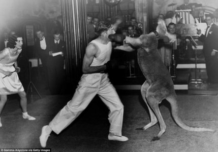 299F79B000000578-3124044-A_boxer_pummels_a_kangaroo_in_the_face_in_Paris_November_1932_Th-a-7_14.jpg