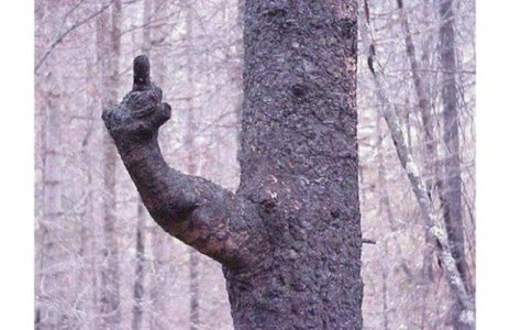 Tree finger.jpg