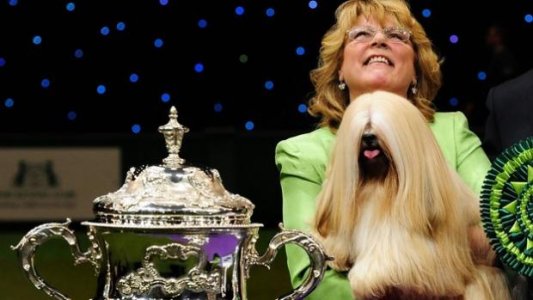 Crufts.jpg
