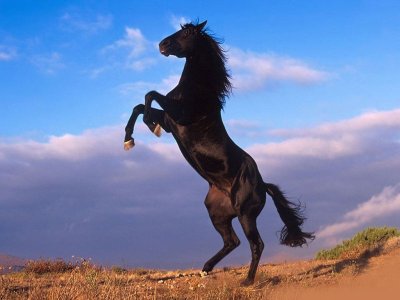 Black-Stallion-Wallpaper.jpg