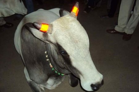 INDIA-Cows-get-glow-in-the-dark-horns-to-stop-crashes.jpg