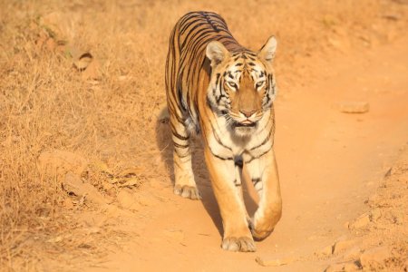 Safaris 2015-17 287.jpg