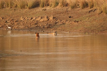 TADOBA2019A 145.jpg