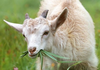 Getting-the-goat-Australia-struggling-to-meet-soaring-demand-for-goat-meat_wrbm_large.jpg