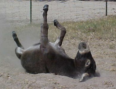 donkey.jpg