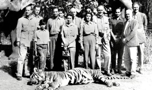 Queen Tiger.jpg