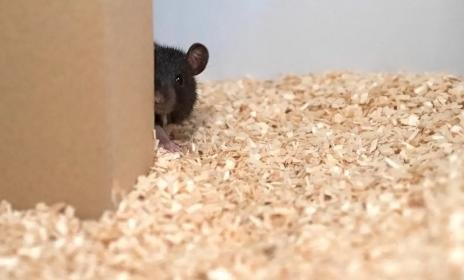 rat.jpg