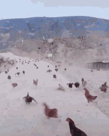 IMG_6989.gif