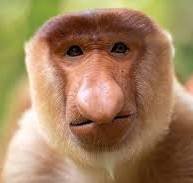 monkey.jpg