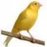 Danish Canary-Er