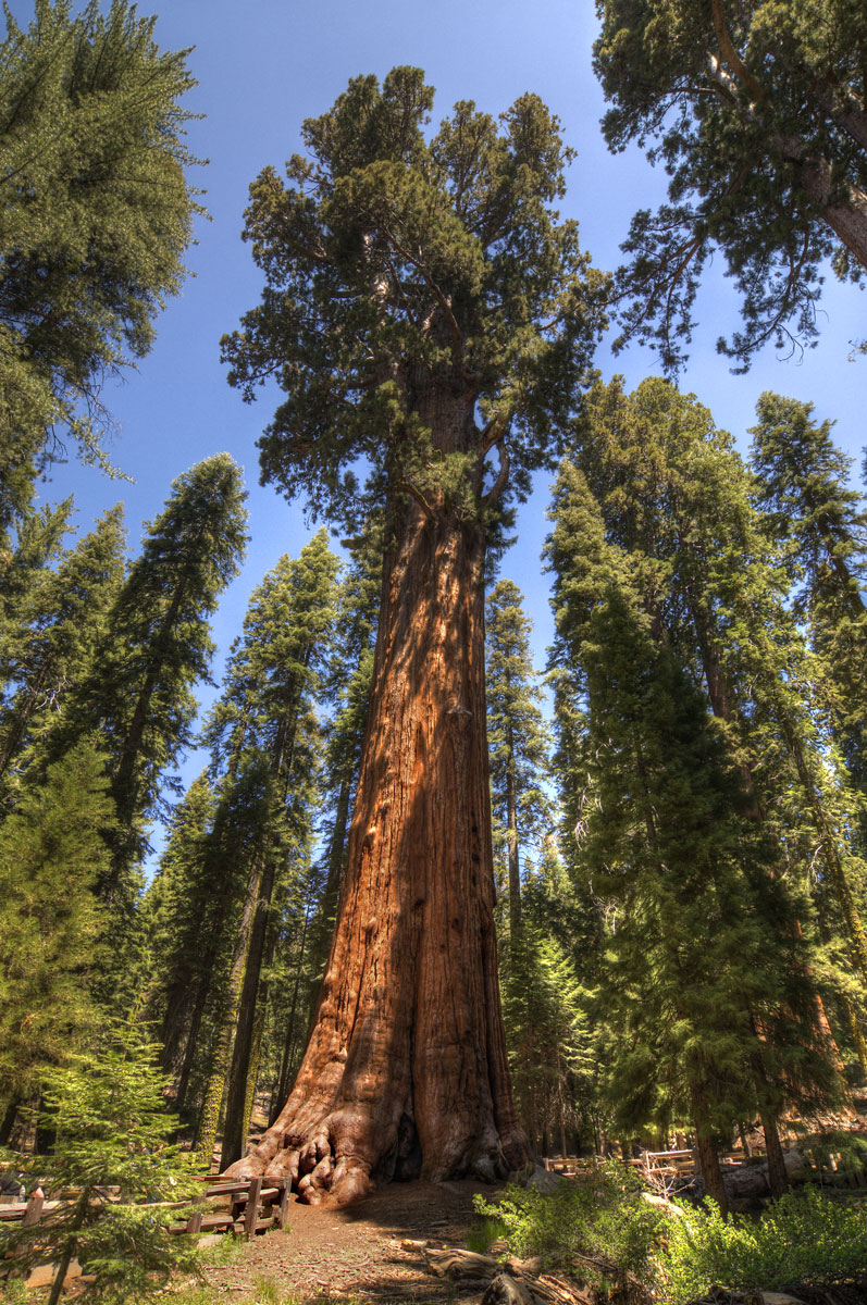 biggest-tree-in-the-world-general-sherman.jpg