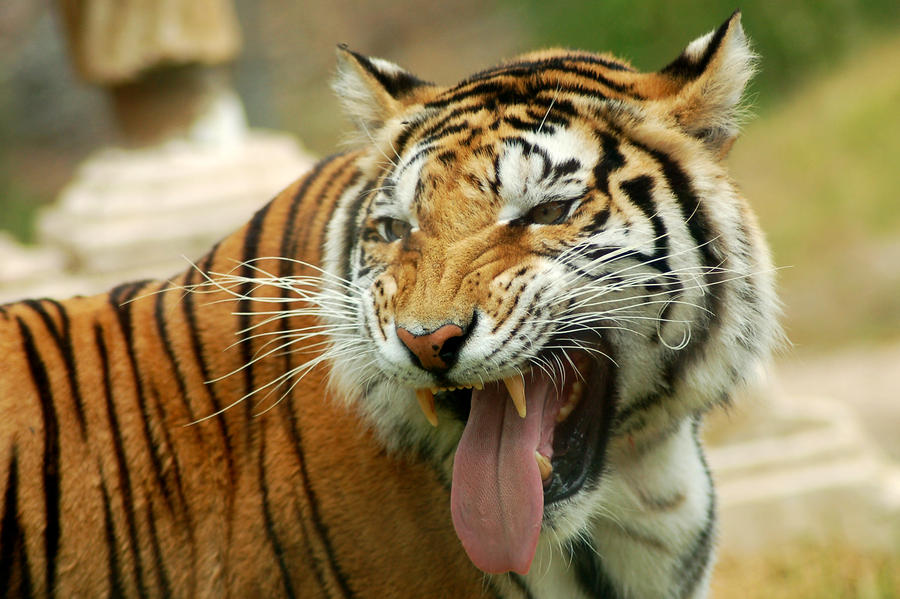 Tiger_by_Gagalogi.jpg