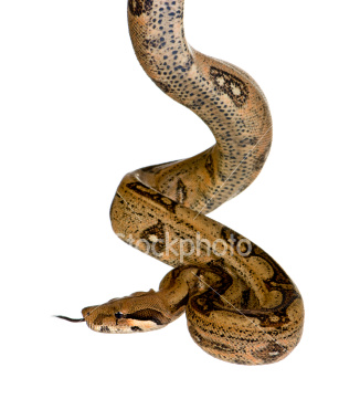 ist2_4748821_boa_constrictor.jpg