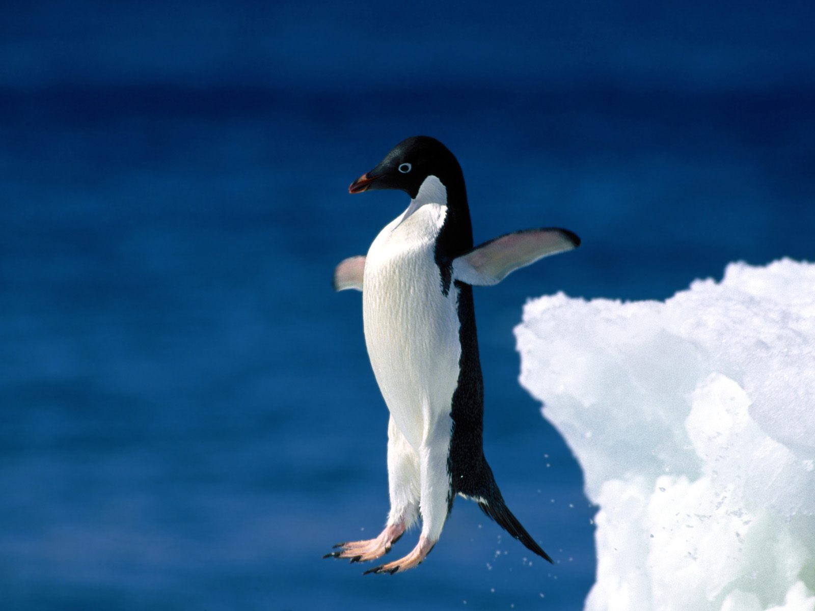 leap.jpg