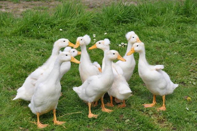 Pekin-Ducks-in-the-Philippines-1.jpg