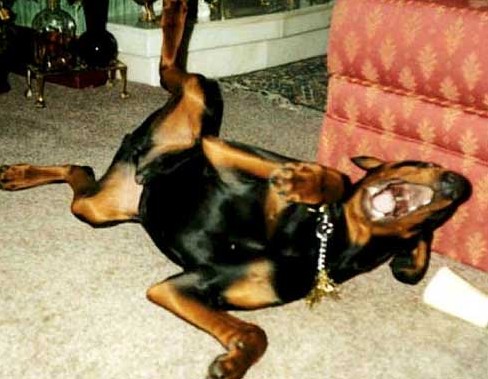 346_dog_laughing.jpg
