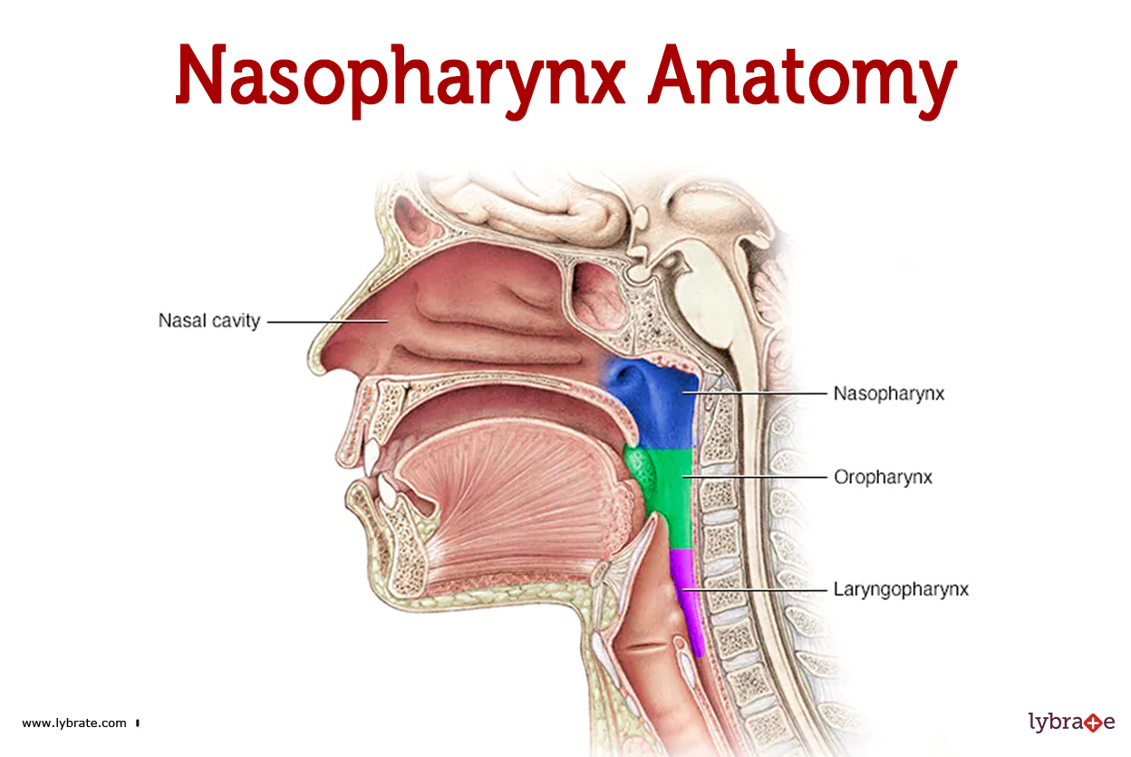 image-of-the-nasopharynx.jpg