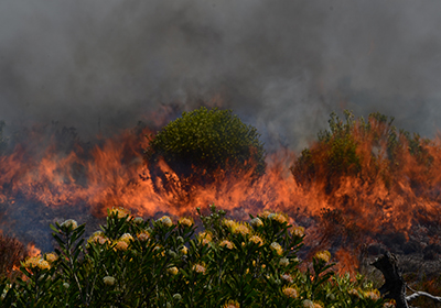 Fynbos_2.jpg