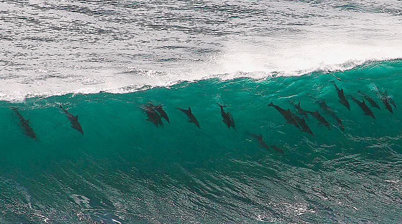 dolphinsDM_800x446.jpg