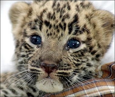 baby-leopard.jpg