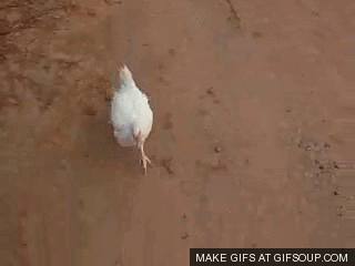 TG0r.gif
