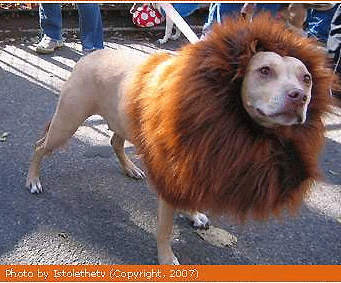 dog-lion.gif
