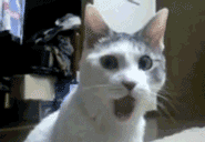 tumblr_m87mxbbax11r2pc4b.gif
