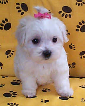 maltese_puppy_04.jpg
