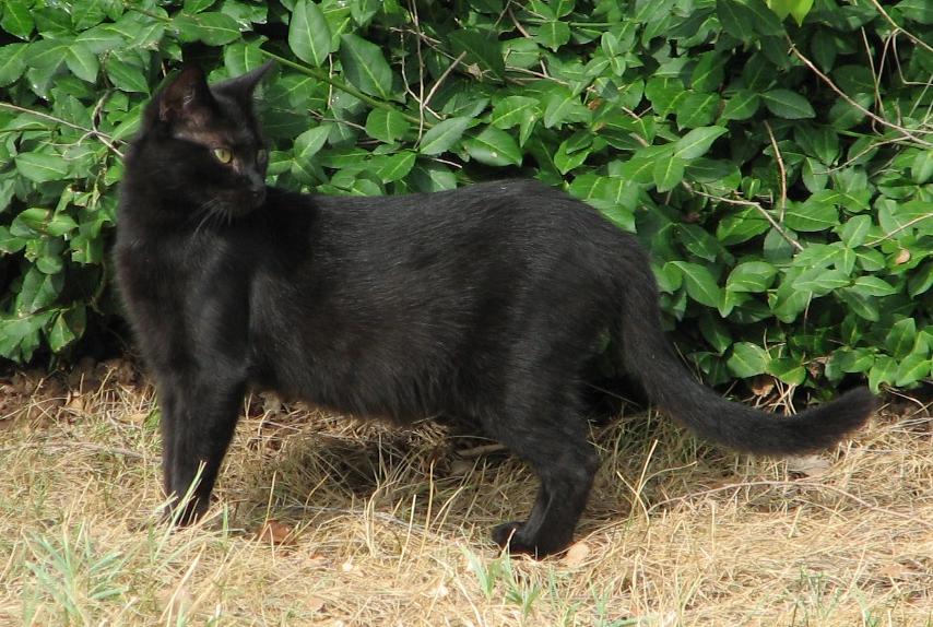 Drazet,_a_black_feral_cat.jpg