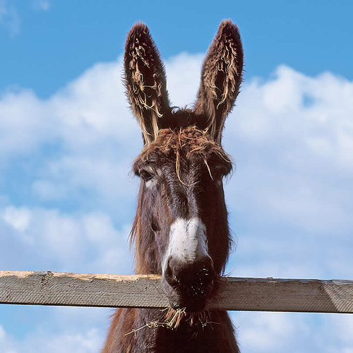 donkey-ears.jpg