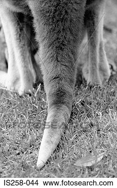 kangaroo-s-tail_~IS258-044.jpg