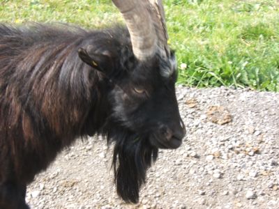 Day%208%20billy%20goat.jpg