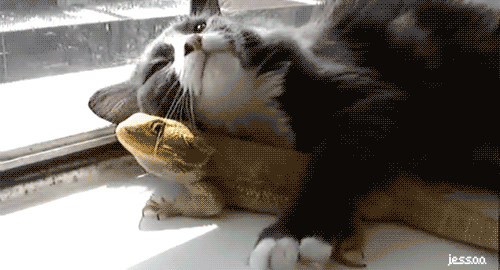tumblr_m6rmhzu7aB1r8swqdo1_500.gif