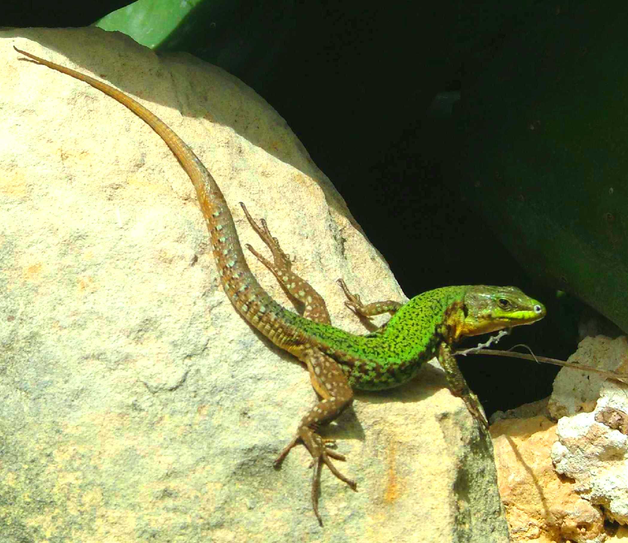 Gozitan_wall_lizard.JPG