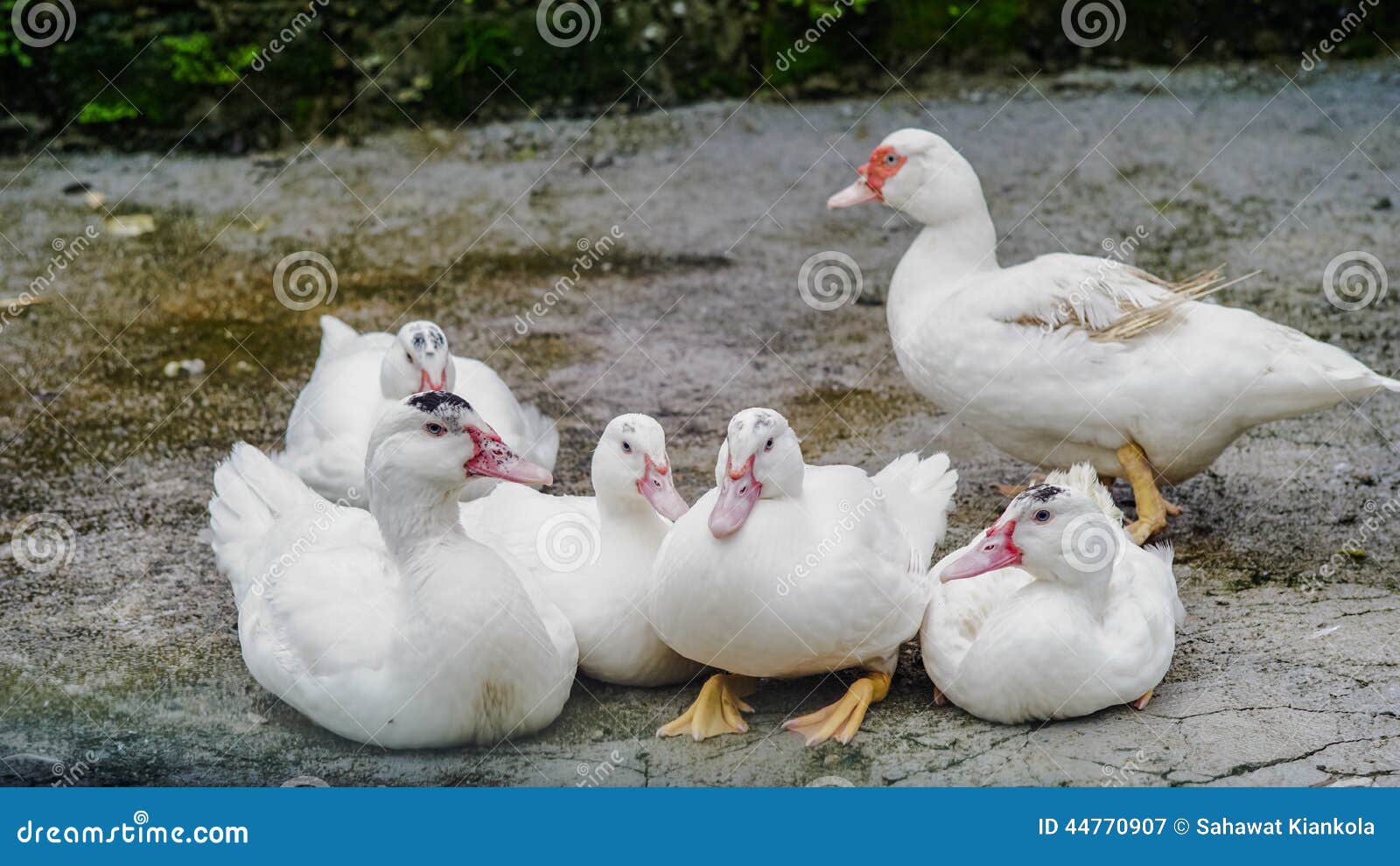 duck-white-family-nature-44770907.jpg
