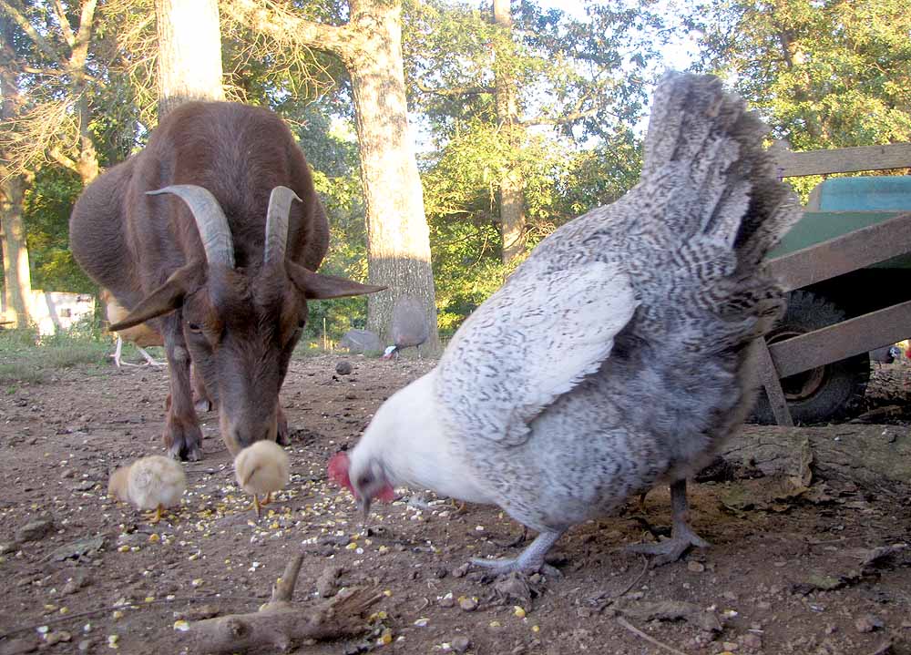 09-30-09-goat-chicks.jpg